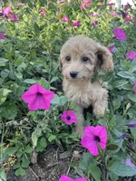 Millie, a female Cavapoo and Poodle - Miniature  for sale in Loogootee, IN – 2 of 2