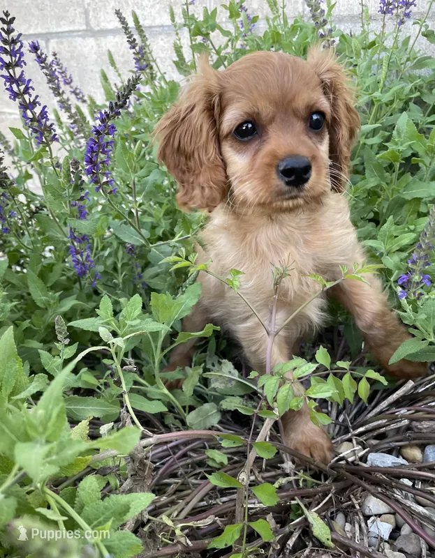 Cleo – Cavapoo puppy for sale in Loogootee, IN