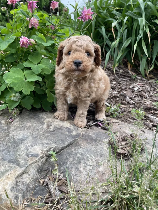 Max – Cavapoo puppy for sale in Loogootee, IN