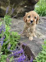 Miles, a male Cavapoo for sale in Loogootee, IN – 2 of 3