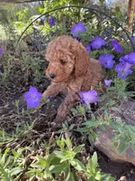 Rex, a male Cavapoo and Poodle - Miniature  for sale in Loogootee, IN – 4 of 4