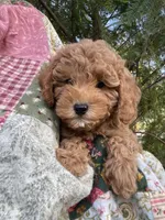Lilly, a female Cavapoo for sale in Loogootee, IN – 4 of 7