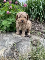 Max, a male Cavapoo for sale in Loogootee, IN – 2 of 2
