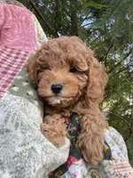 Lilly, a female Cavapoo for sale in Loogootee, IN – 2 of 7