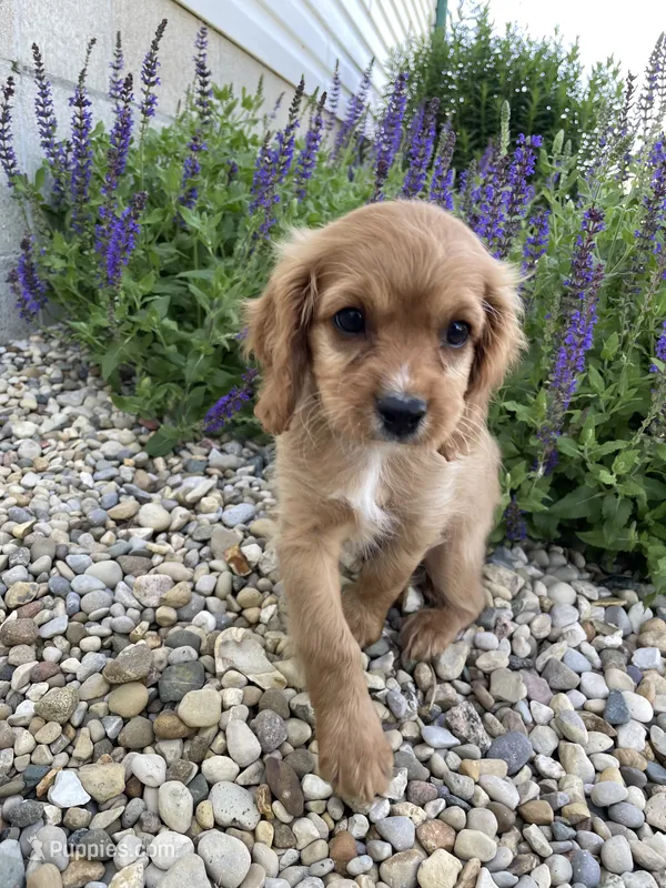 Ryder – Cavapoo puppy for sale in Loogootee, IN