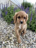 Ryder, a male Cavapoo for sale in Loogootee, IN – 1 of 3