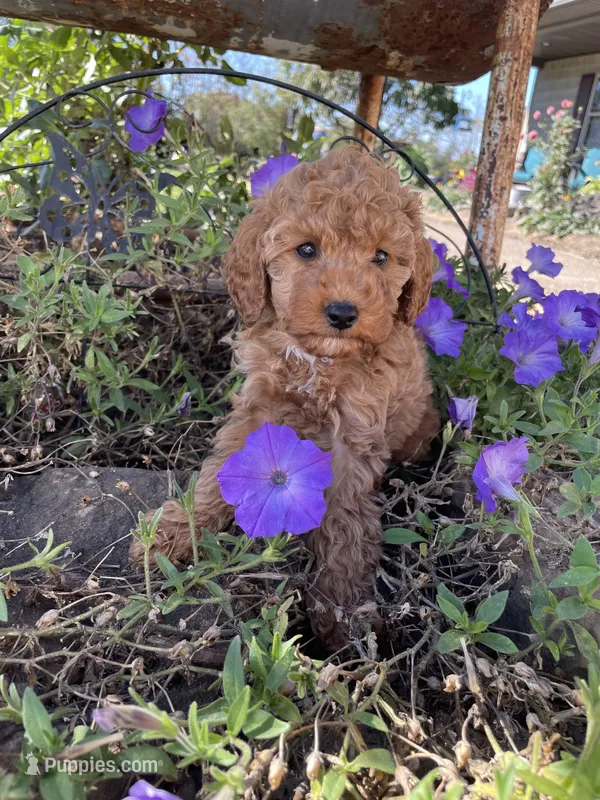 Rex – Cavapoo, Poodle - Miniature  puppy for sale in Loogootee, IN