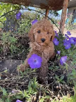 Rex, a male Cavapoo and Poodle - Miniature  for sale in Loogootee, IN – 1 of 4