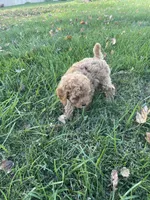 Lilly, a female Cavapoo for sale in Loogootee, IN – 5 of 7