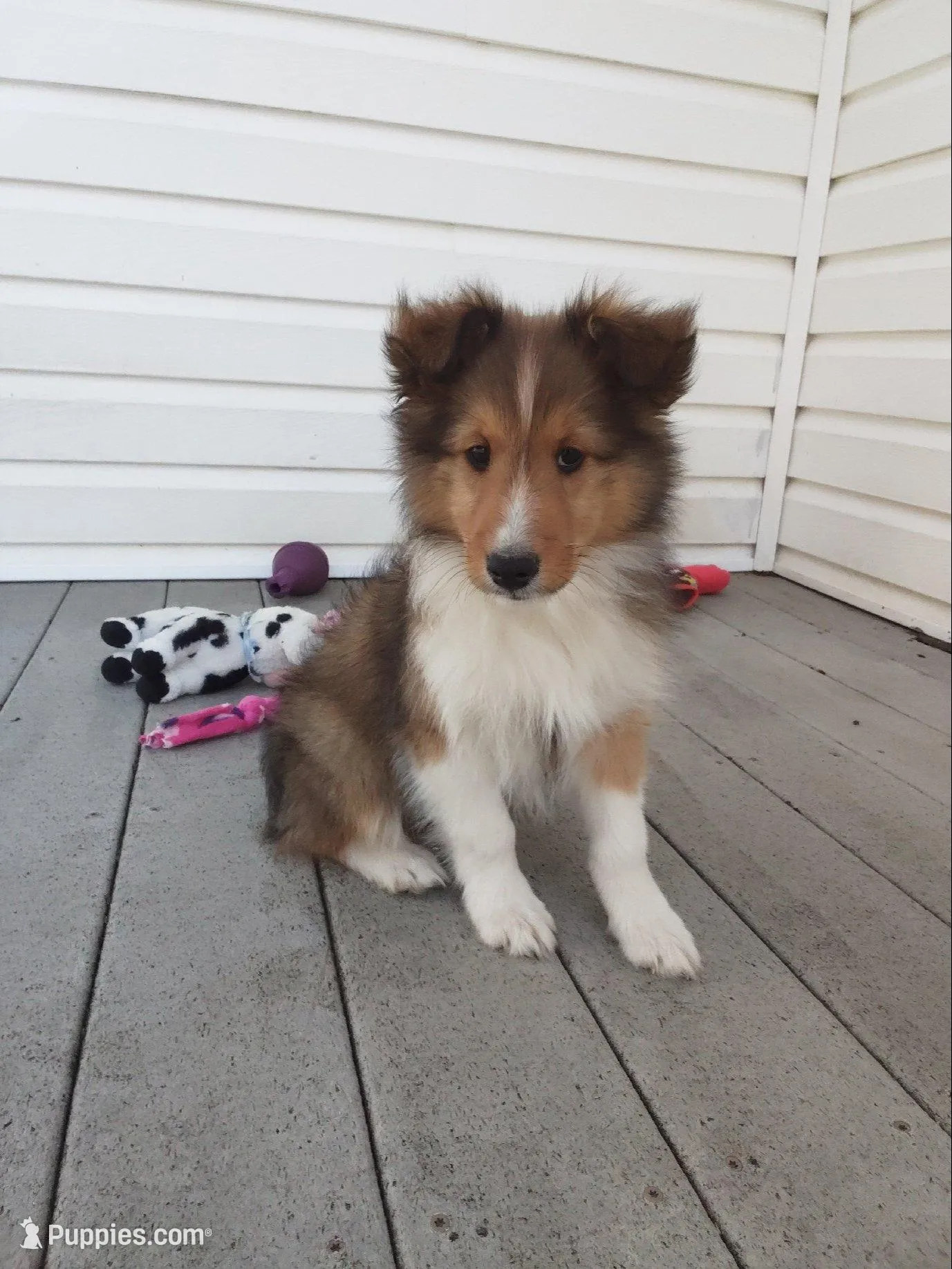 Hazel, a female Shetland Sheepdog for sale in Martinsburg, PA – 2 of 10