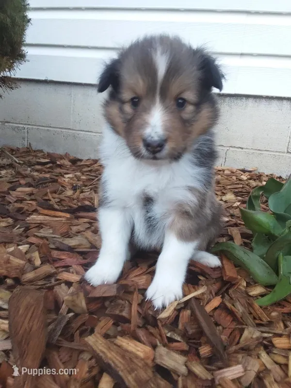 Hazel – Shetland Sheepdog puppy for sale in Martinsburg, PA
