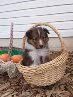 Hazel, a female Shetland Sheepdog for sale in Martinsburg, PA – 10 of 10