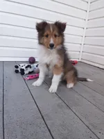 Hazel, a female Shetland Sheepdog for sale in Martinsburg, PA – 3 of 10