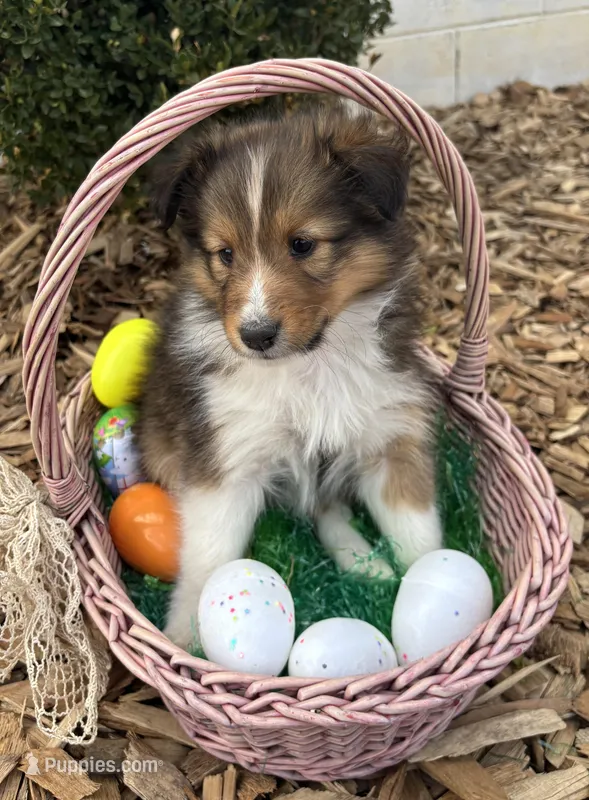 Hazel – Shetland Sheepdog puppy for sale in Martinsburg, PA