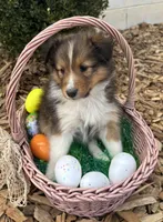Hazel, a female Shetland Sheepdog for sale in Martinsburg, PA – 7 of 10