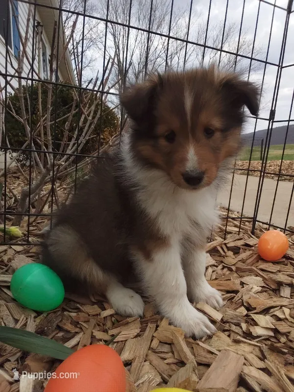 Hazel – Shetland Sheepdog puppy for sale in Martinsburg, PA