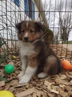 Hazel, a female Shetland Sheepdog for sale in Martinsburg, PA – 6 of 10