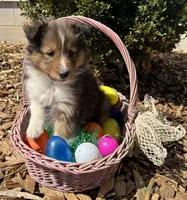 Hazel, a female Shetland Sheepdog for sale in Martinsburg, PA – 8 of 10