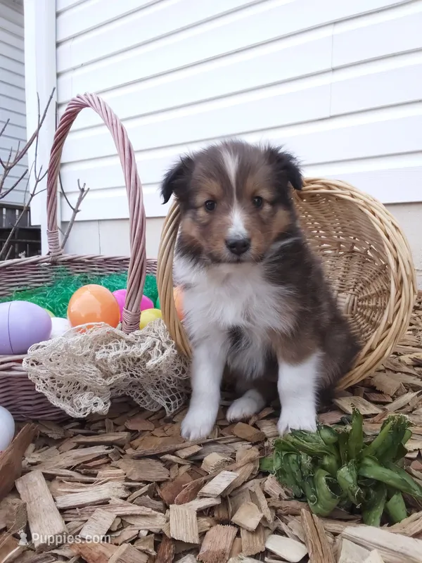 Hazel – Shetland Sheepdog puppy for sale in Martinsburg, PA