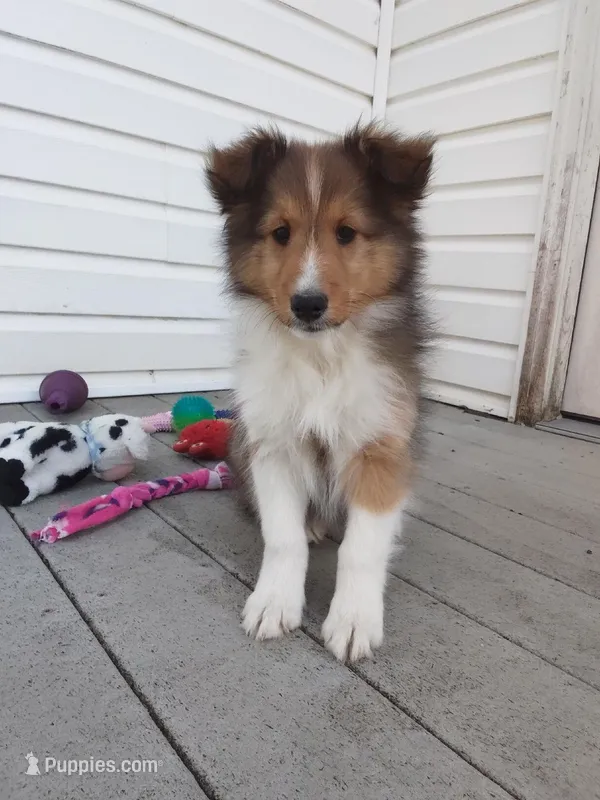 Hazel – Shetland Sheepdog puppy on hold in Martinsburg, PA