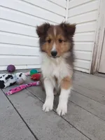 Hazel, a female Shetland Sheepdog for sale in Martinsburg, PA – 1 of 10