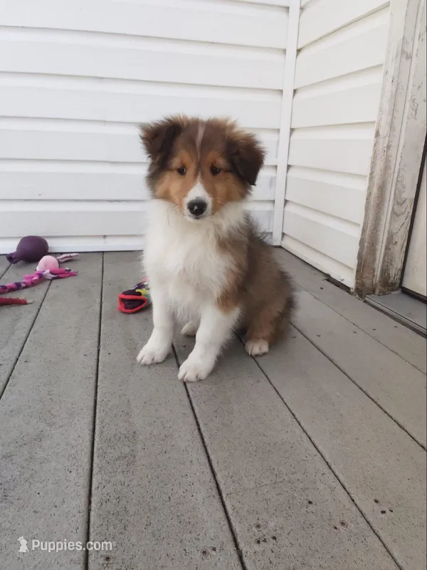 Aspen – Shetland Sheepdog puppy on hold in Martinsburg, PA