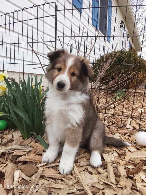 Ares – Shetland Sheepdog puppy for sale in Martinsburg, PA