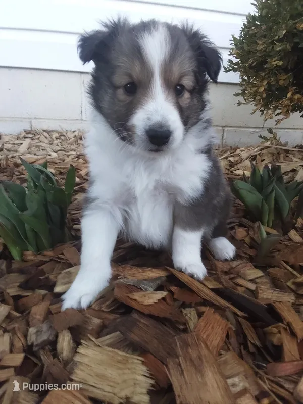Ares – Shetland Sheepdog puppy for sale in Martinsburg, PA
