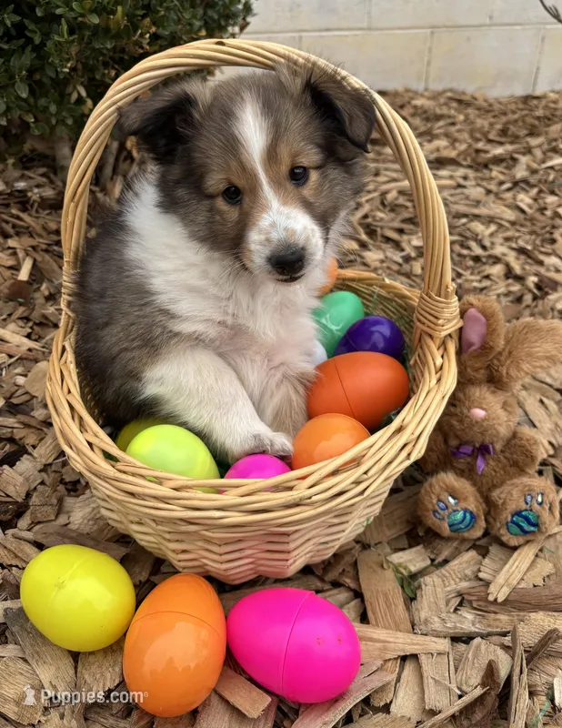 Ares – Shetland Sheepdog puppy for sale in Martinsburg, PA