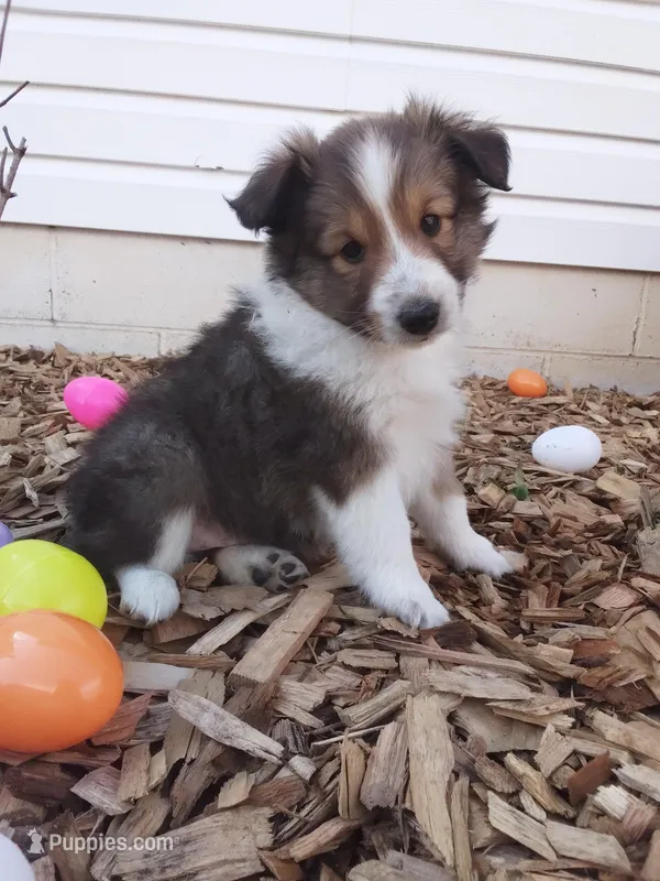 Ares – Shetland Sheepdog puppy for sale in Martinsburg, PA