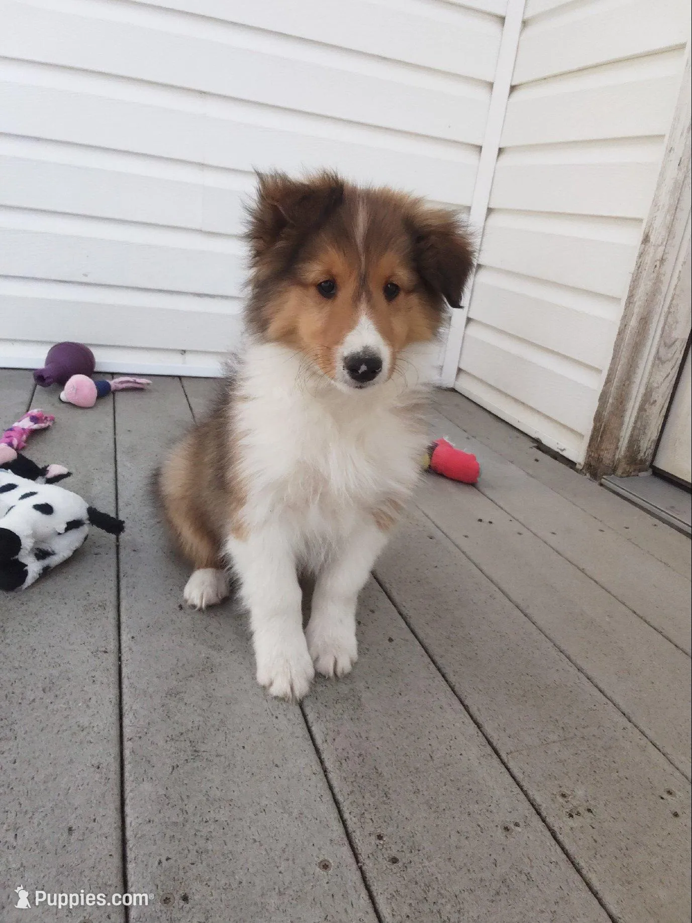 Aspen, a male Shetland Sheepdog for sale in Martinsburg, PA – 2 of 10