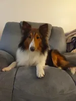 Lincoln, a male Shetland Sheepdog for sale in Martinsburg, PA – 2 of 10