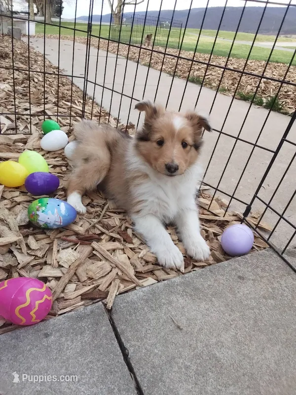 Laurel – Shetland Sheepdog puppy for sale in Martinsburg, PA