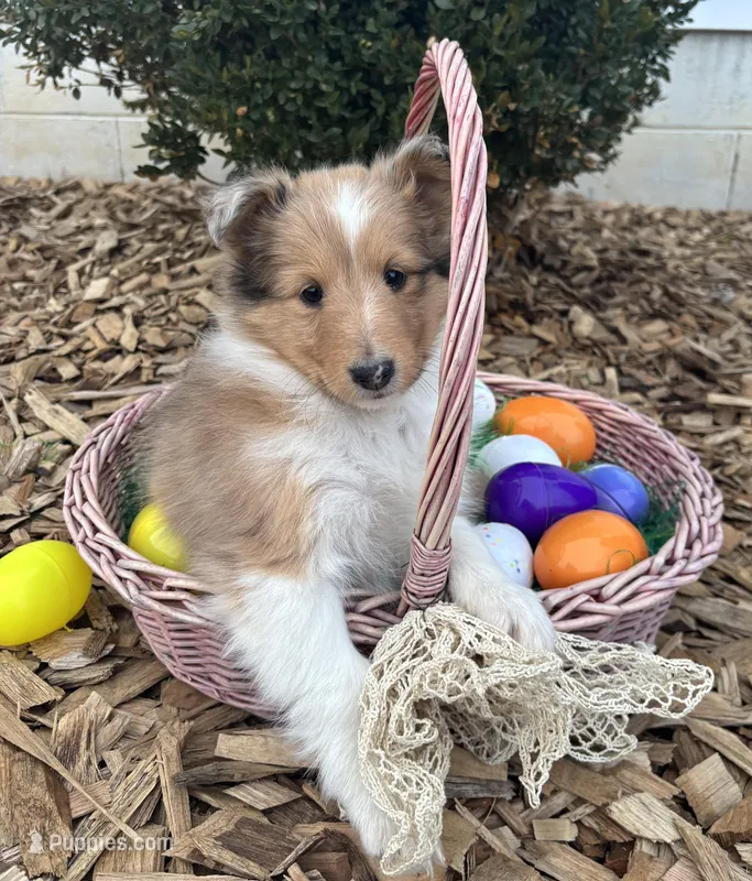 Laurel – Shetland Sheepdog puppy for sale in Martinsburg, PA