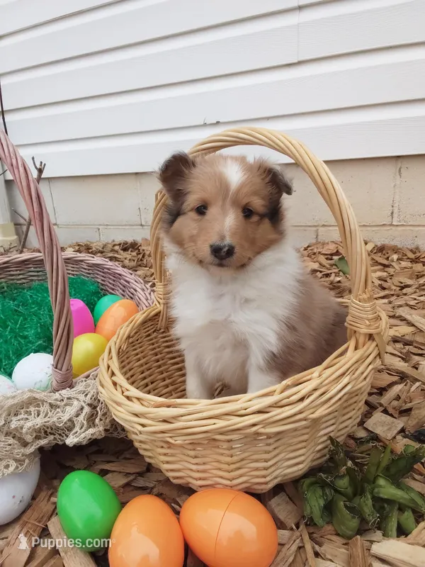 Laurel – Shetland Sheepdog puppy for sale in Martinsburg, PA