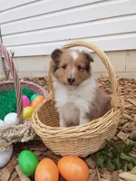 Laurel, a female Shetland Sheepdog for sale in Martinsburg, PA – 8 of 10