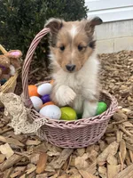 Laurel, a female Shetland Sheepdog for sale in Martinsburg, PA – 7 of 10