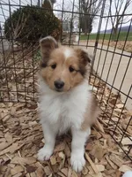 Laurel, a female Shetland Sheepdog for sale in Martinsburg, PA – 5 of 10