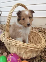 Laurel, a female Shetland Sheepdog for sale in Martinsburg, PA – 9 of 10