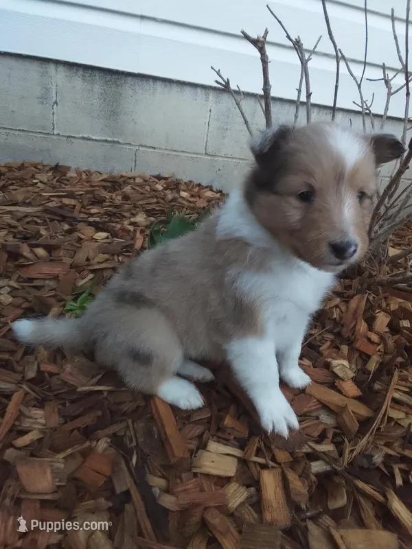 Laurel – Shetland Sheepdog puppy for sale in Martinsburg, PA
