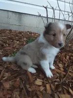 Laurel, a female Shetland Sheepdog for sale in Martinsburg, PA – 10 of 10