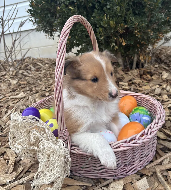 Birch – Shetland Sheepdog puppy for sale in Martinsburg, PA