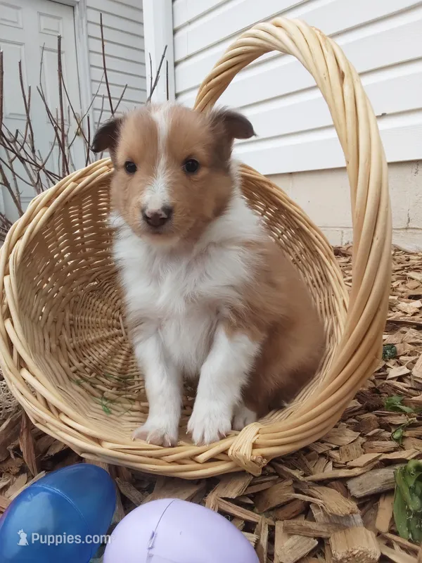 Birch – Shetland Sheepdog puppy for sale in Martinsburg, PA