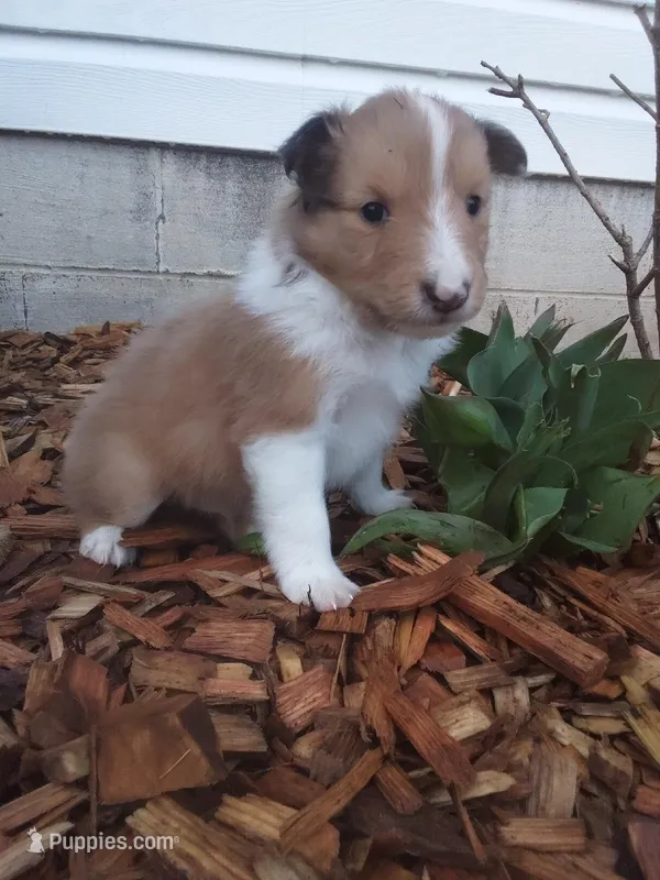 Birch – Shetland Sheepdog puppy for sale in Martinsburg, PA
