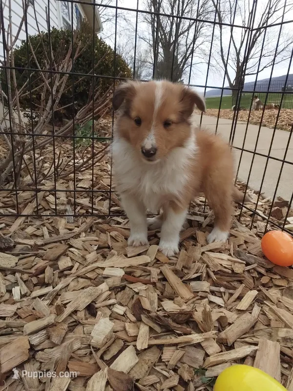 Birch – Shetland Sheepdog puppy on hold in Martinsburg, PA