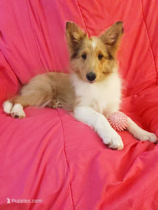 Laurel – Shetland Sheepdog puppy for sale in Martinsburg, PA