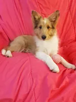 Laurel, a female Shetland Sheepdog for sale in Martinsburg, PA – 1 of 9
