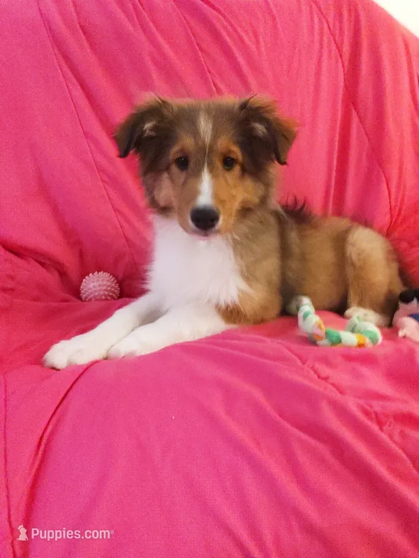 Hazel – Shetland Sheepdog puppy on hold in Martinsburg, PA