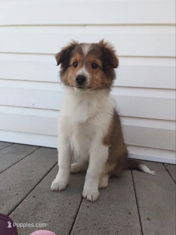 Aphrodite – Shetland Sheepdog puppy for sale in Martinsburg, PA