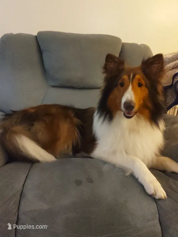 Lincoln – Shetland Sheepdog puppy for sale in Martinsburg, PA